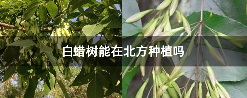 白蜡树能在北方种植吗