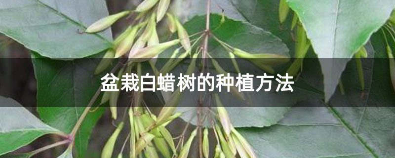 盆栽白蜡树的种植方法