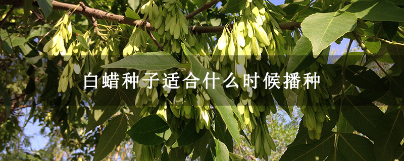 白蜡种子适合什么时候播种