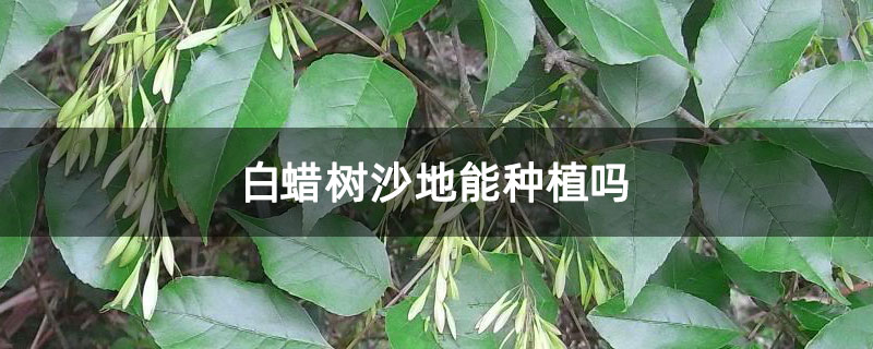 白蜡树沙地能种植吗