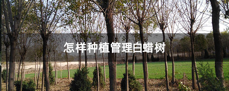 怎样种植管理白蜡树