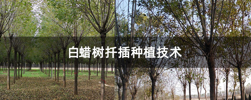 白蜡树扦插种植技术