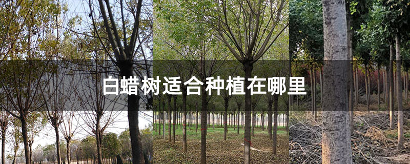 白蜡树适合种植在哪里