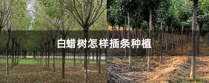 白蜡树怎样插条种植