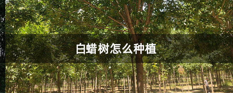 白蜡树怎么种植