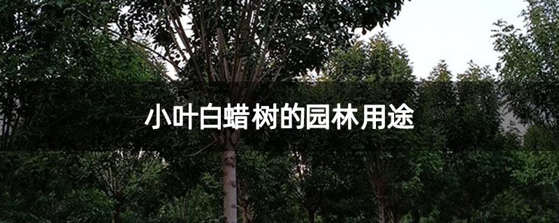 小叶白蜡树的园林用途