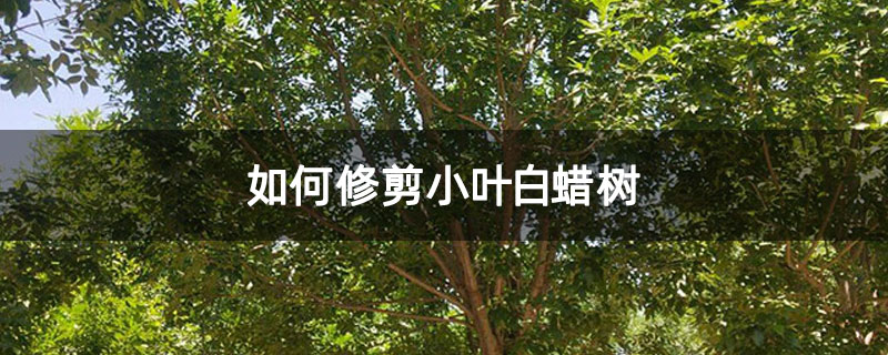 如何修剪小叶白蜡树