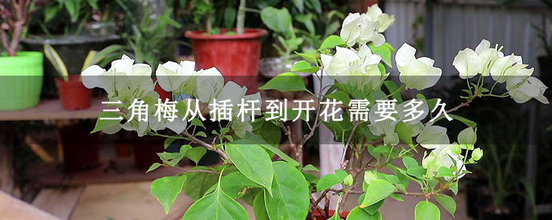 三角梅从插杆到开花需要多久