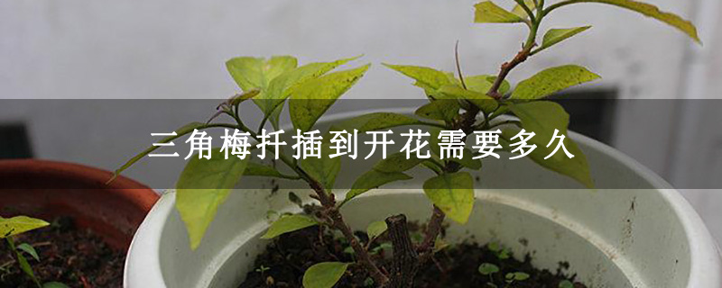 三角梅扦插到开花需要多久