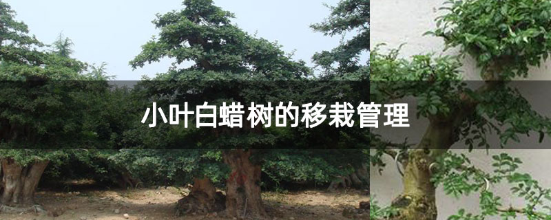 小叶白蜡树的移栽管理