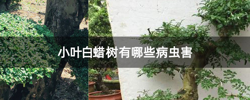 小叶白蜡树有哪些病虫害