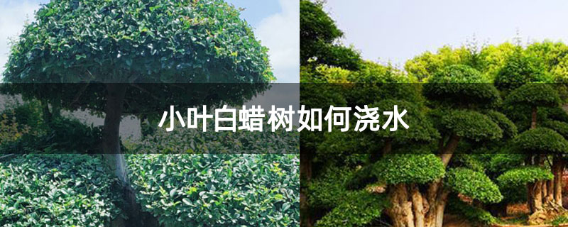 小叶白蜡树如何浇水