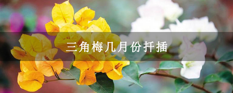 三角梅几月份扦插
