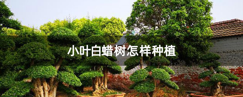 小叶白蜡树怎样种植