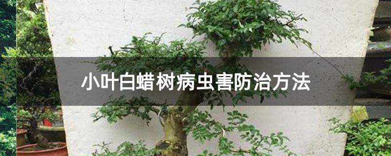 小叶白蜡树病虫害防治方法