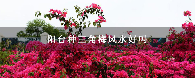 阳台种三角梅风水好吗