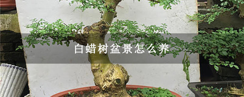白蜡树盆景怎么养