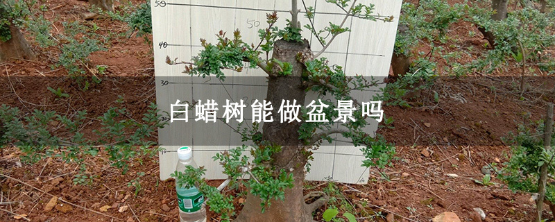 白蜡树能做盆景吗
