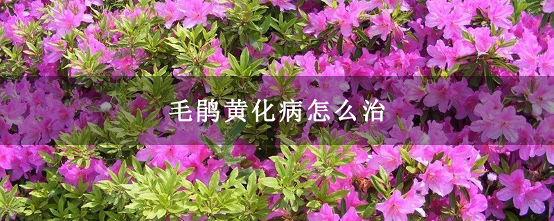 毛鹃黄化病怎么治