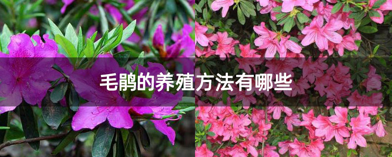 毛鹃的养殖方法有哪些