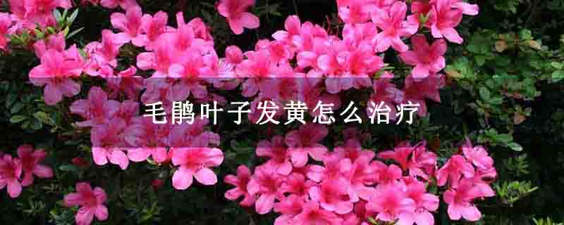毛鹃叶子发黄怎么治疗