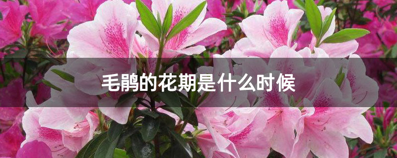 毛鹃的花期是什么时候