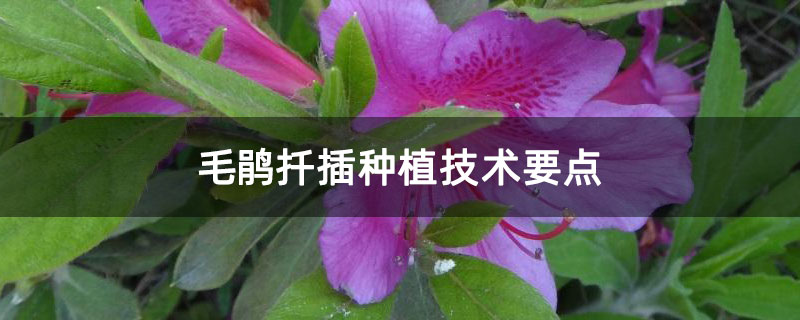 毛鹃扦插种植技术要点