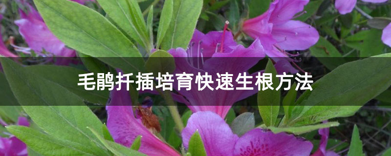 毛鹃扦插培育快速生根方法