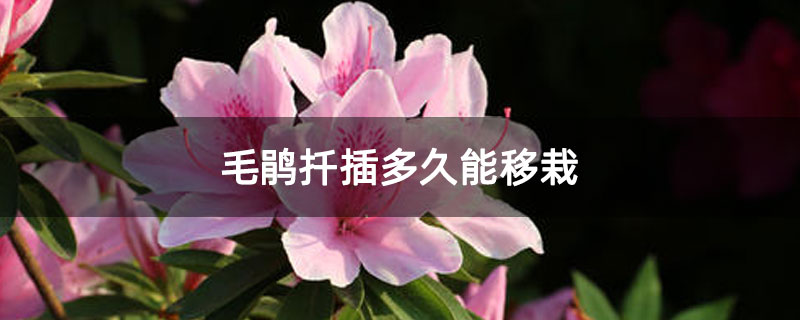 毛鹃扦插多久能移栽
