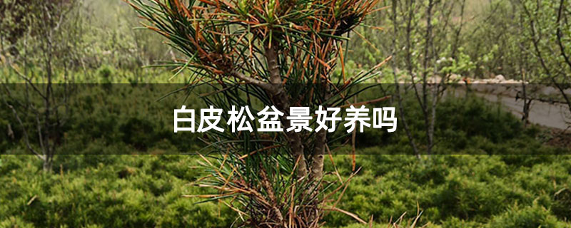 白皮松盆景好养吗