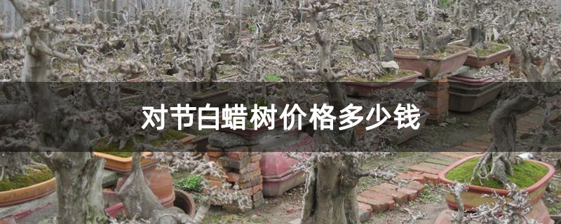 对节白蜡树价格多少钱