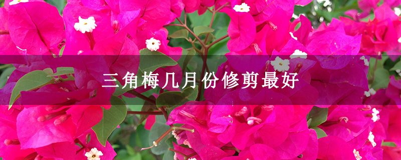 三角梅几月份修剪最好
