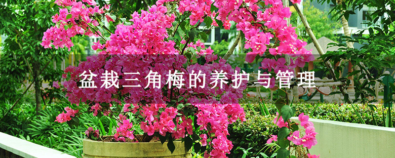盆栽三角梅的养护与管理