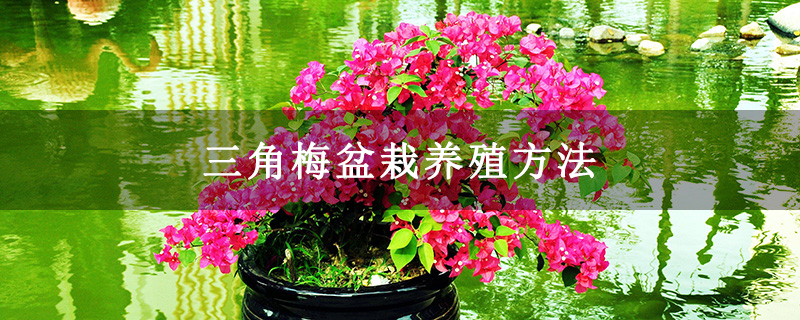三角梅盆栽养殖方法