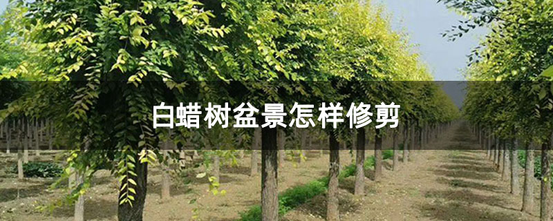 白蜡树盆景怎样修剪