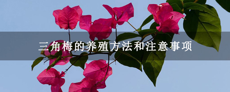 三角梅的养殖方法和注意事项