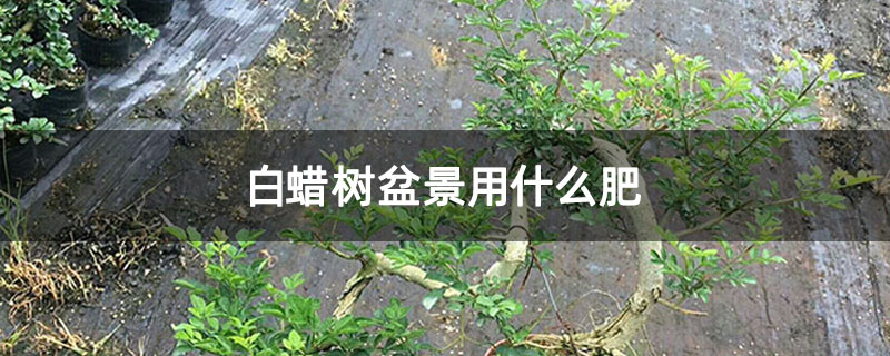白蜡树盆景用什么肥