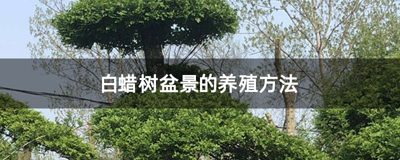 白蜡树盆景的养殖方法