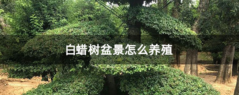 白蜡树盆景怎么养殖