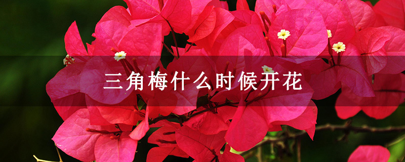三角梅什么时候开花
