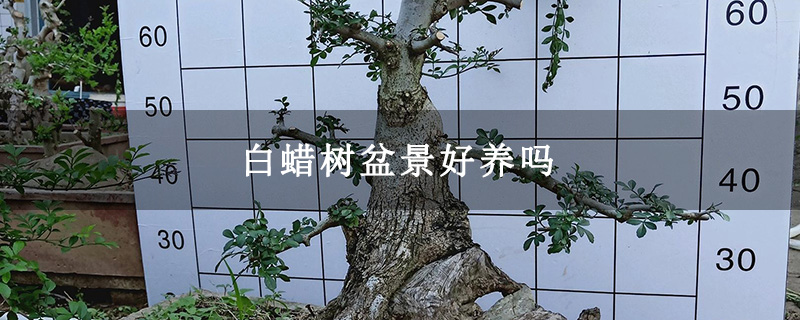 白蜡树盆景好养吗