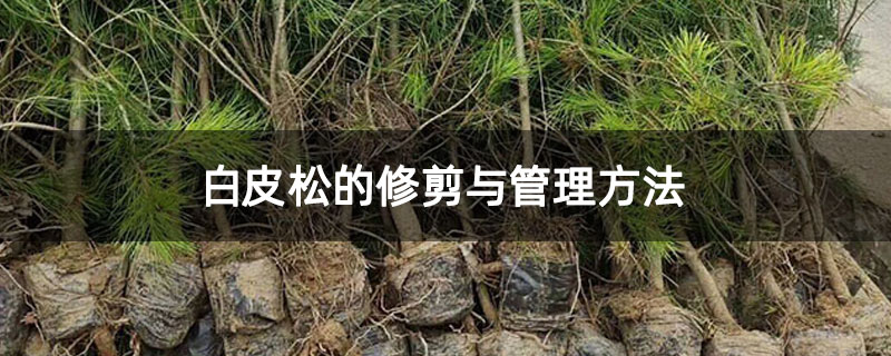 白皮松的修剪与管理方法