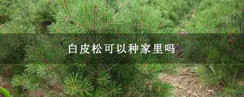 白皮松可以种家里吗