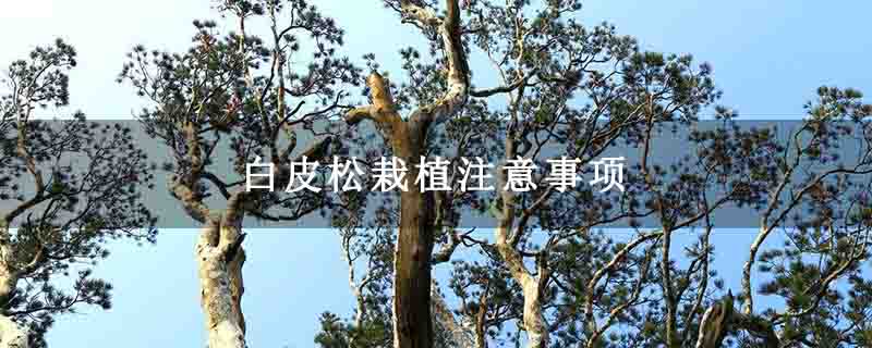 白皮松栽植注意事项