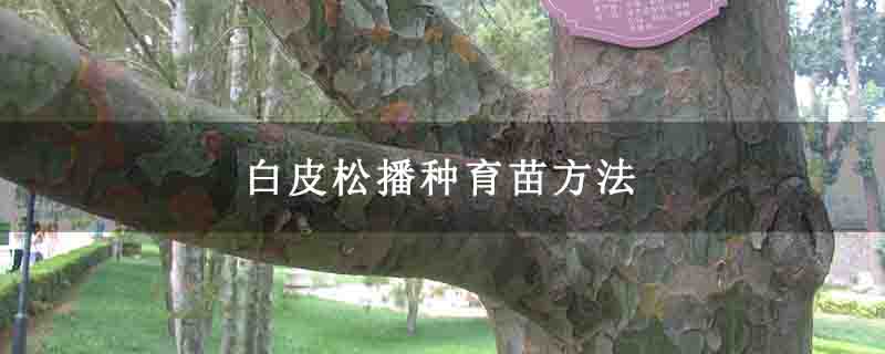 白皮松播种育苗方法