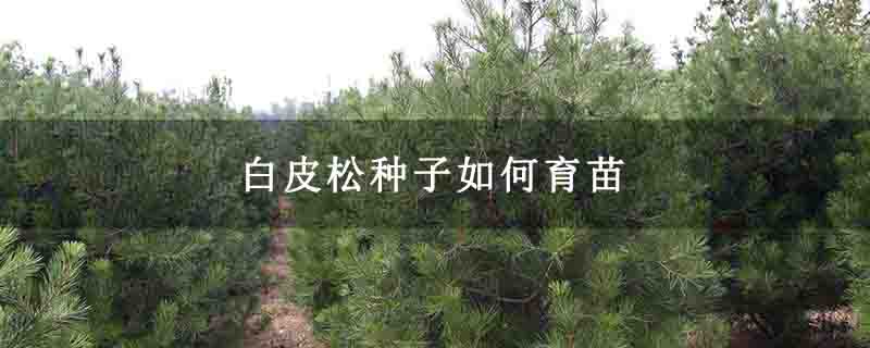 白皮松种子如何育苗