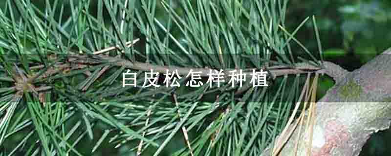 白皮松怎样种植