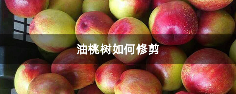 油桃树如何修剪