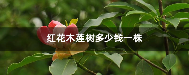 红花木莲树多少钱一株