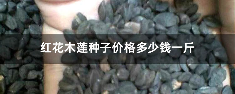 红花木莲种子价格多少钱一斤 红花木莲种子价格多少钱一斤